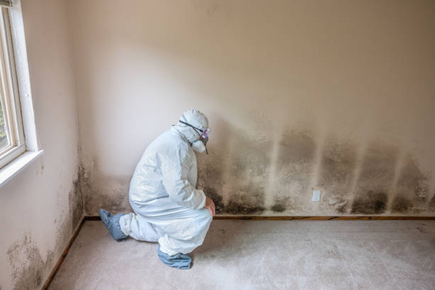 Best Black Mold Removal  in Helena, OK